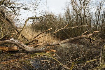 Broken tree and dry branches in the winter forest. Stock image.