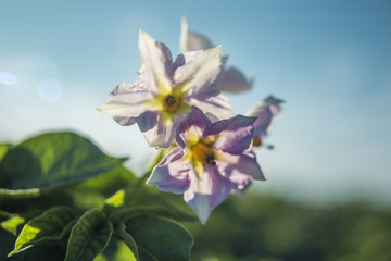 Close-up view of a potato blossom at field.