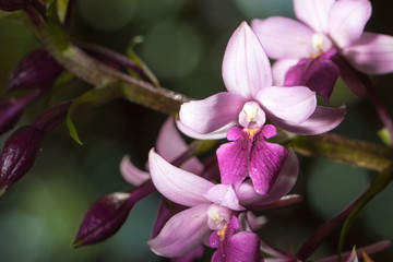 Calanthe sylvatica orchid