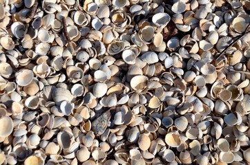 Shell beach, Kippford.  This unusual beach is made up almost entirely of cockle shells.  It is also known as the Rough Firth beach.