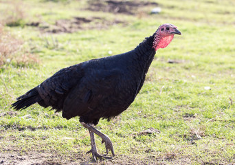 a turkey on a farm outdoors
