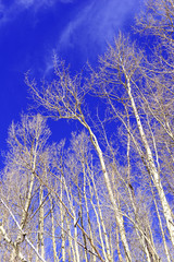 Bare aspen trees with blue sky in the mountains