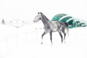 Andalusian thoroughbred gray horse in winter field in motion on the background of the nursery Multicolored horizontal image outdoors.