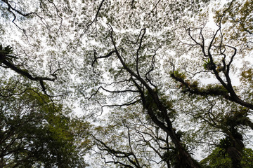 Beautiful silhouette view of tree consist of leaf and branch for background