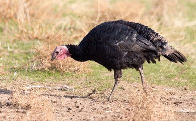 a turkey on a farm outdoors