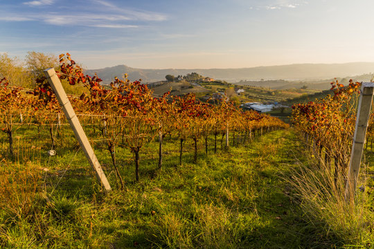 View of vineyards in autumnal colors ready for harvest and production of wine.