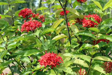 A tropical red flower tree