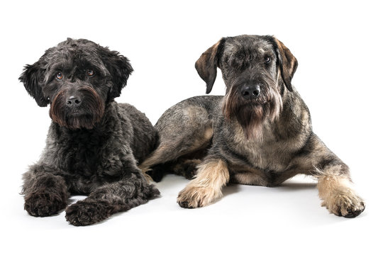isolated image of two schnauzer