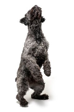 isolated image of a schnauzer