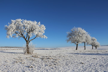 Apfelbäume im Schnee