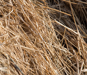 dry hay as background