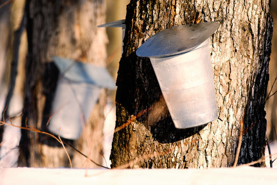 Maple trees and metal buckets