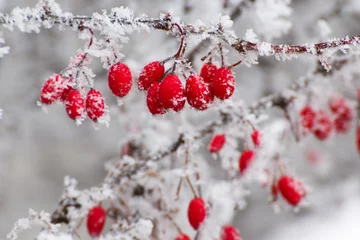 Deurstickers red berries in the winter © denisapro