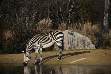 Black and white Zebra in zoo, France