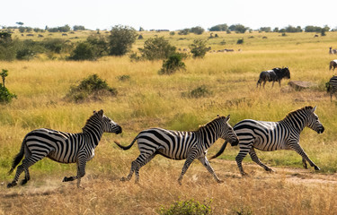 Running zebras - Masai Mara