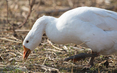 Goose on the nature