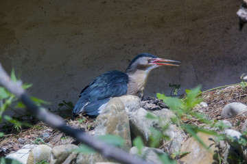 Uccelli