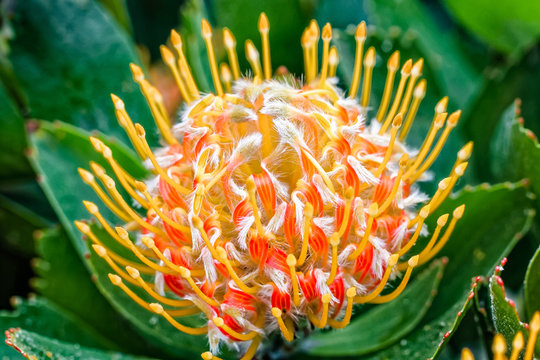 Nadelkissen Protea  'Jelena' gelb  - Leucospermum cuneiforme  -