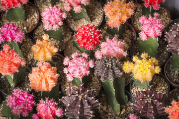 close up colorful beautiful cactus