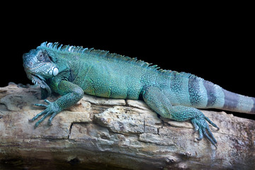 Blue dragon - Close-up portrait of a resting blue colored male Green iguana (Iguana iguana)...