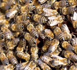 Bees on a framework with honey in the apiary