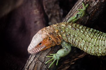 Naklejka premium Close-up photo of a Northern caiman lizard (Dracaena guianensis).