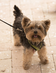 Yorkshire Terrier on a leash