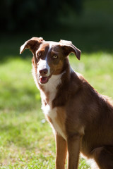 Sweet Eyes - Young brown female dog, whippet mix sitting in the garden and smiles