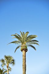 Palm in the Big Blue Sky