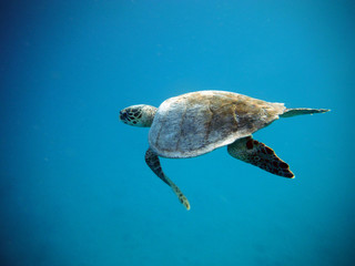 Черепаха плывет под водой