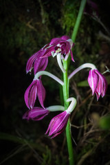 Phaius pulchellus orchid