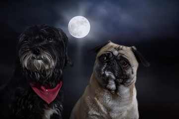 Zwei Hunde bei Vollmond und ihr Verhalten