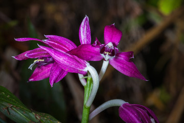 Phaius pulchellus orchid
