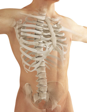 Anatomia ossa del torace costole e spina dorsale