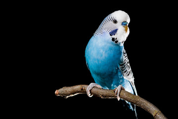 Isolated image of a blue budgie on a branch - obrazy, fototapety, plakaty