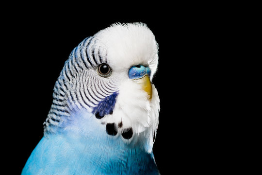 Isolated image of a blue budgie on a black background