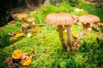 Mushroom In The Forest