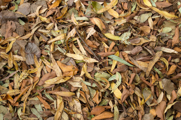 Background of dry leafs