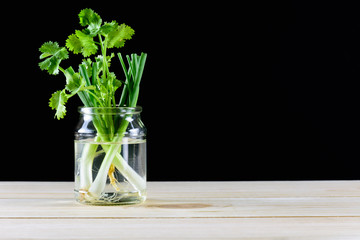 Fresh cilantro and Spring onions in glasses on wood table, isolated on black
