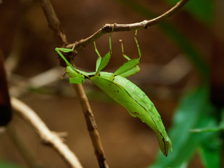Linnaeus leaf insect (Phyllium siccifolium)