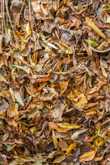 Background of dry leafs