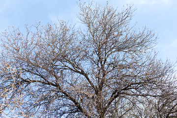 leafless tree branches against the blue sky