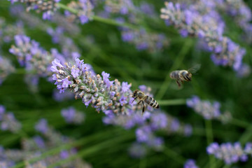 Lavendelblüten