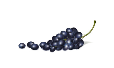 illustration of bunches of grapes on a white background