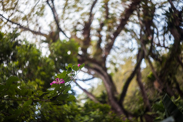 Close up of leaf view with swirly bokeh