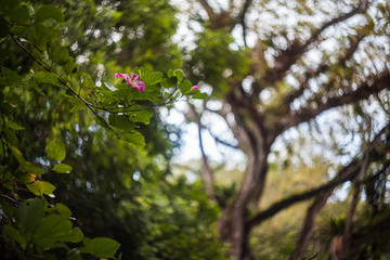 Obraz premium Close up of leaf view with swirly bokeh