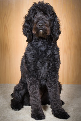 Look How Pretty I’m Sitting, Ellie, Goldendoodle