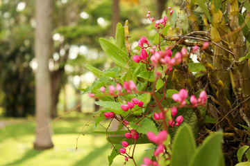 flor pequena