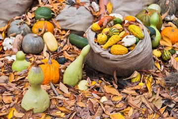 Pumpkins diversity on the ground