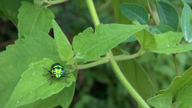 A beautiful electric green beetle (unidentified) sits on a leaf gently blowing in the wind. 